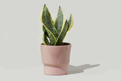 Medium Planter