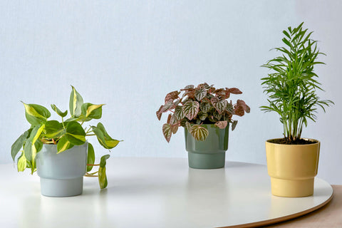 Medium Planter